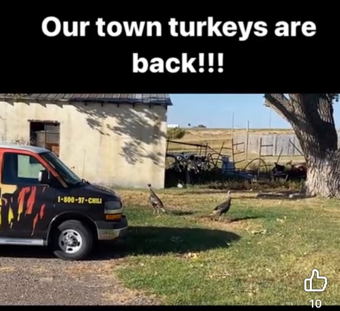 Friendly Town Turkeys, Love Chugwater Chili!!!
