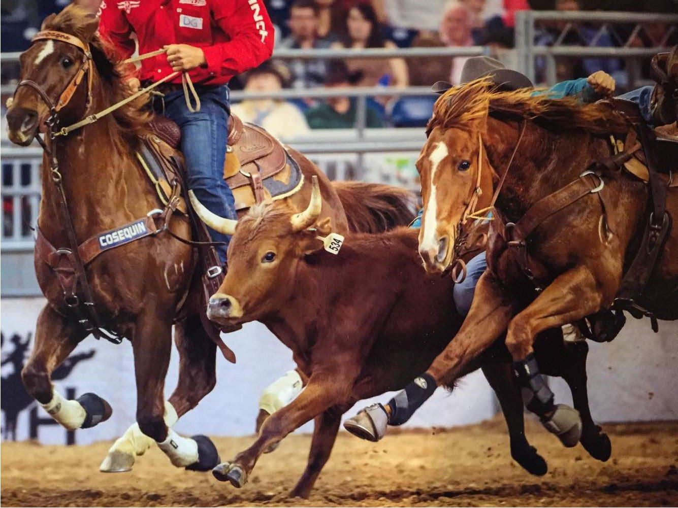 Holly and Champagne - Sean Mulligan's Rodeo Horses